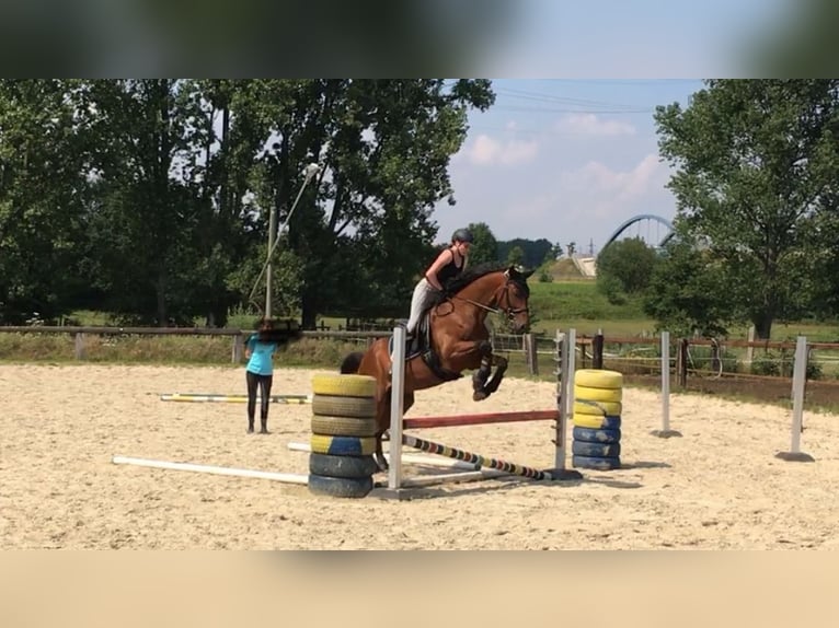 Westfale Wallach 13 Jahre 170 cm Brauner in Hamm-Sandbochum