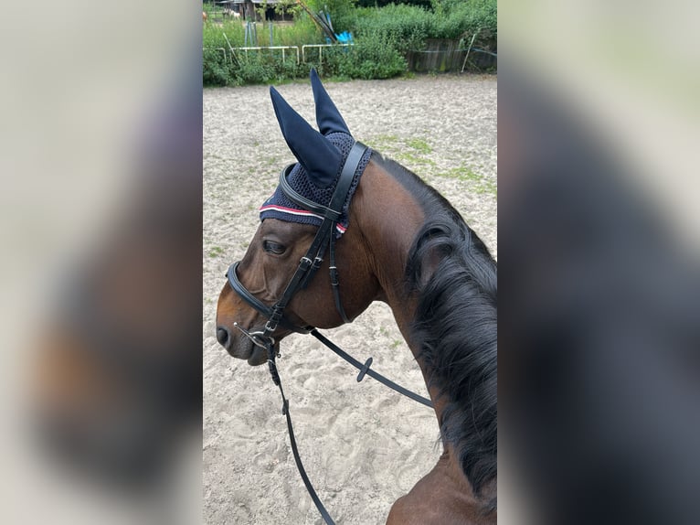 Westfale Wallach 13 Jahre 170 cm Dunkelbrauner in Marl