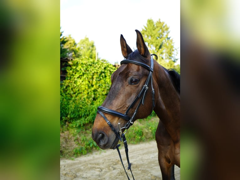 Westfale Wallach 13 Jahre 170 cm Dunkelbrauner in Marl