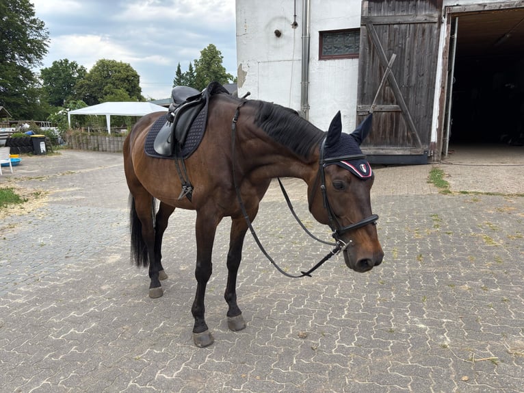 Westfale Wallach 13 Jahre 170 cm Dunkelbrauner in Marl