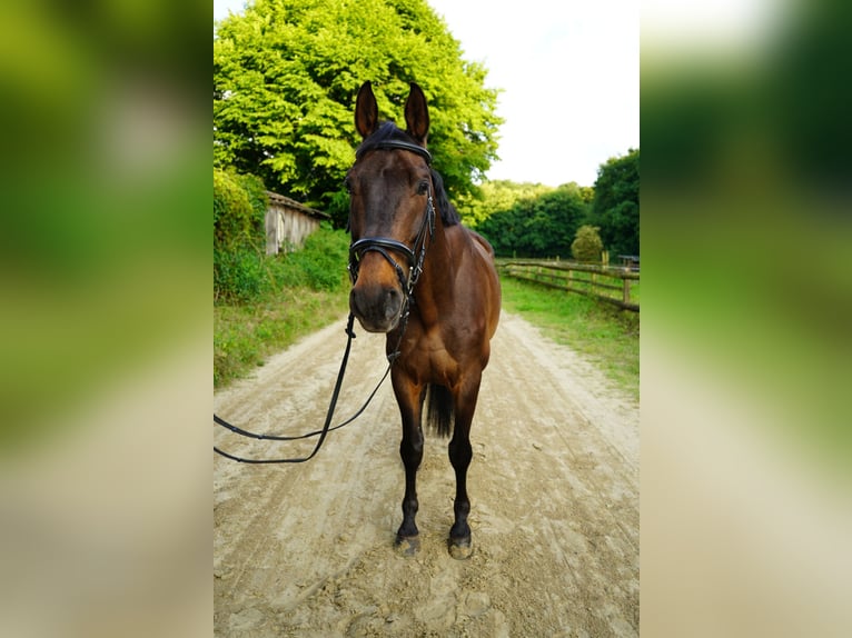 Westfale Wallach 13 Jahre 170 cm Dunkelbrauner in Marl