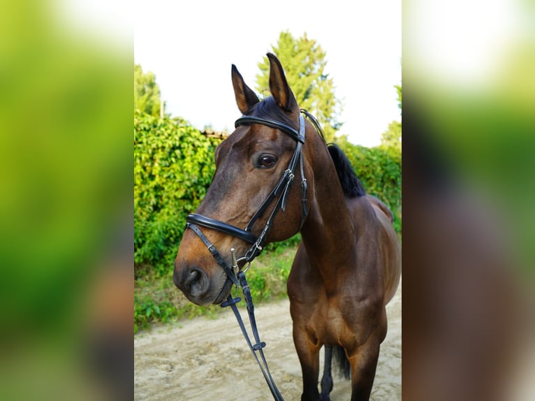 Westfale Wallach 13 Jahre 170 cm Dunkelbrauner in Marl