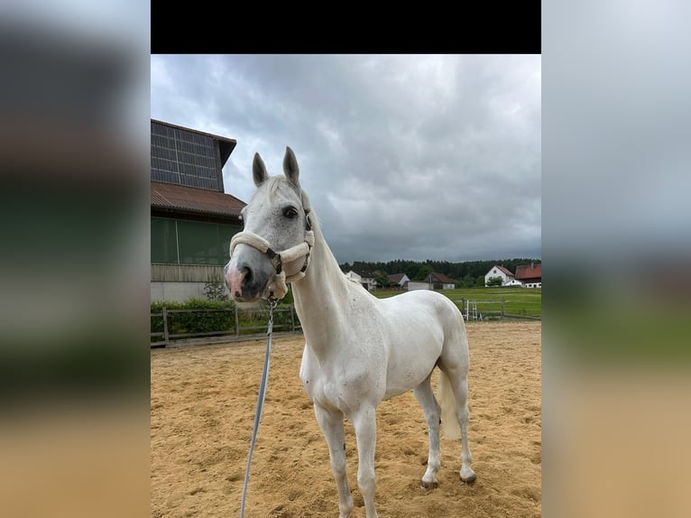 Westfale Wallach 13 Jahre 170 cm Fliegenschimmel in Illschwang