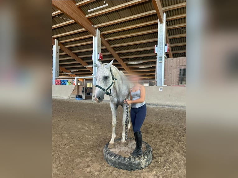 Westfale Wallach 13 Jahre 170 cm Fliegenschimmel in Illschwang
