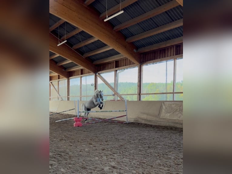 Westfale Wallach 13 Jahre 170 cm Fliegenschimmel in Illschwang