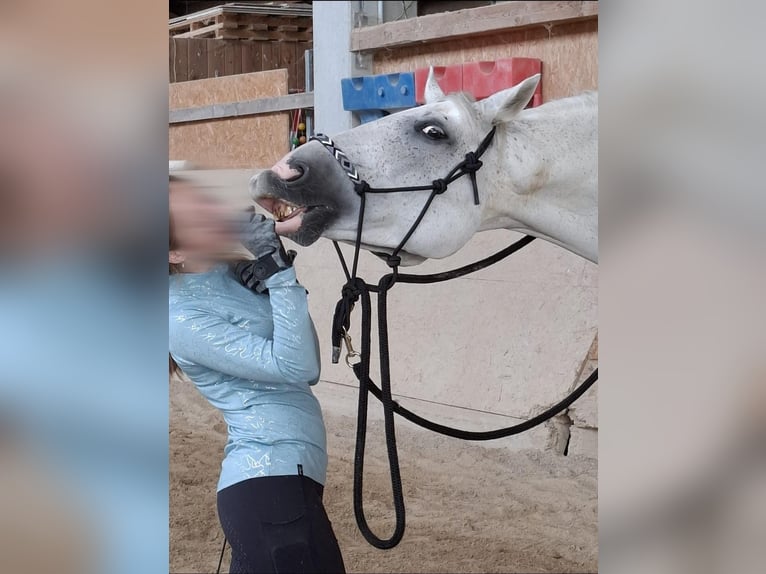 Westfale Wallach 13 Jahre 170 cm Fliegenschimmel in Illschwang