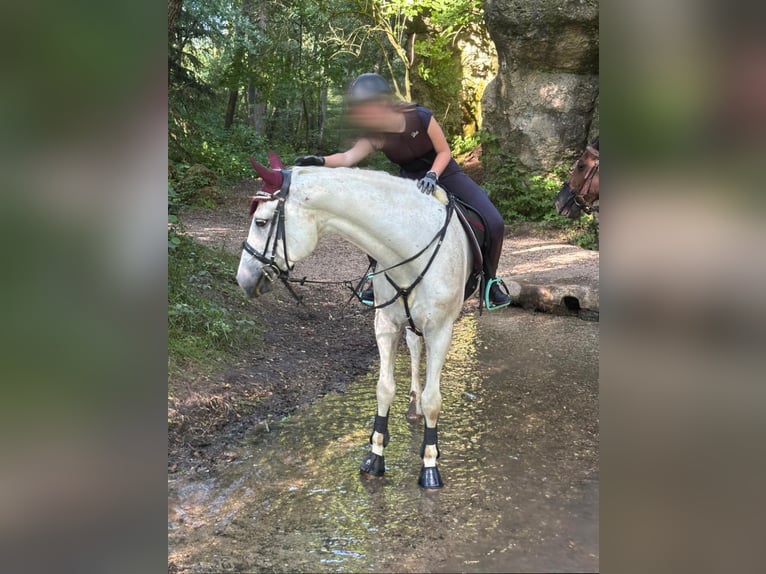 Westfale Wallach 13 Jahre 170 cm Fliegenschimmel in Illschwang
