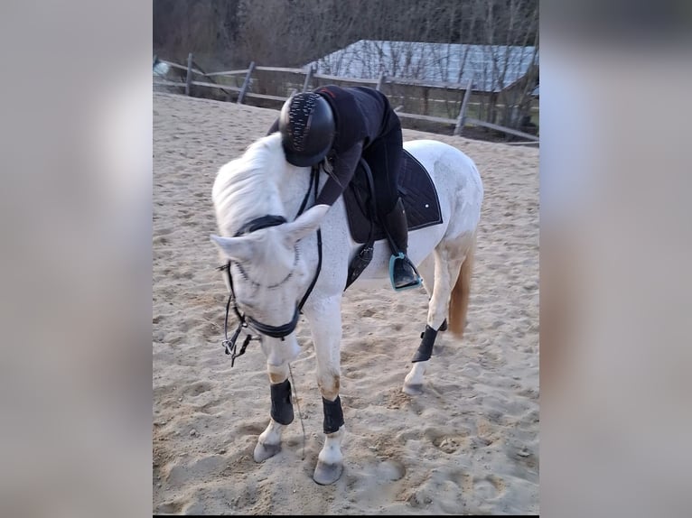 Westfale Wallach 13 Jahre 170 cm Fliegenschimmel in Illschwang