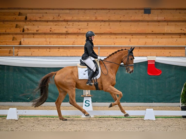 Westfale Wallach 13 Jahre 170 cm Fuchs in Windlach