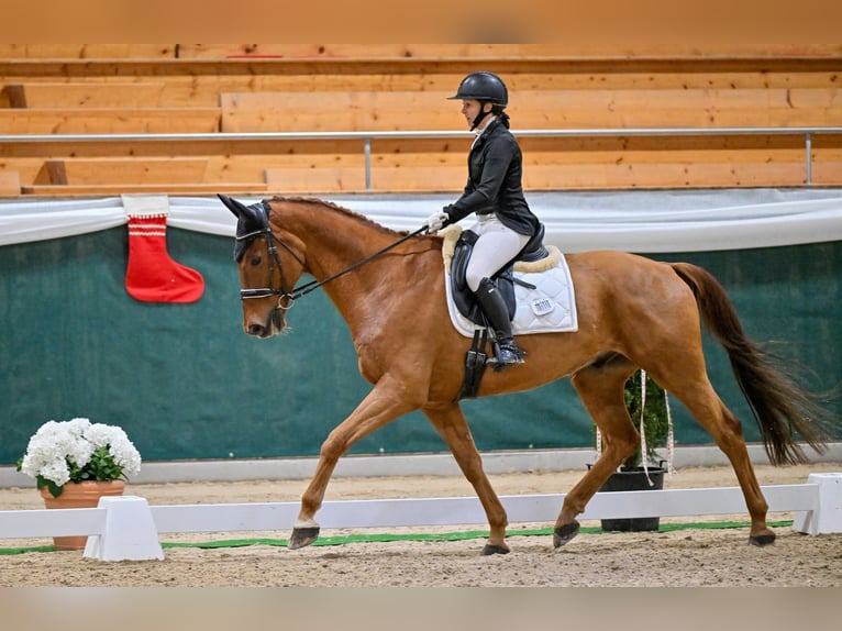 Westfale Wallach 13 Jahre 170 cm Fuchs in Windlach