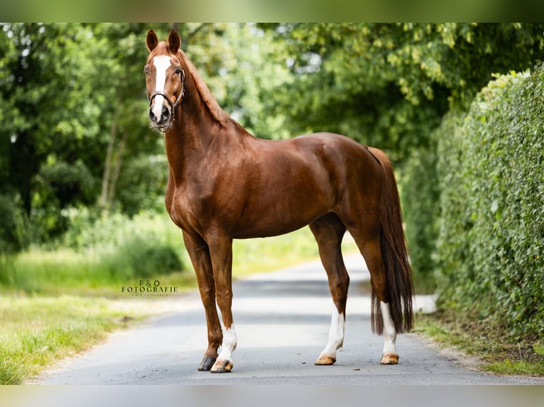 Westfale Wallach 13 Jahre 171 cm Dunkelfuchs in Haltern am Se