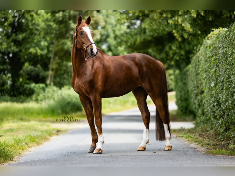 Westfale Wallach 13 Jahre 171 cm Dunkelfuchs in Haltern am Se
