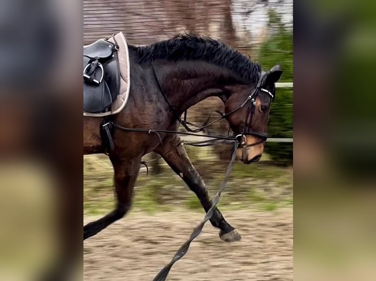 Westfale Wallach 13 Jahre 172 cm Dunkelbrauner in Essen