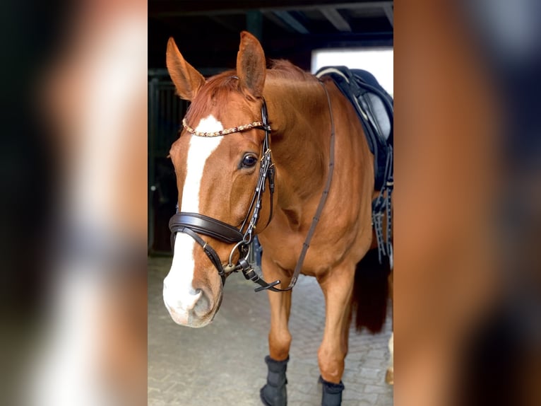 Westfale Wallach 13 Jahre 172 cm Fuchs in Baldham