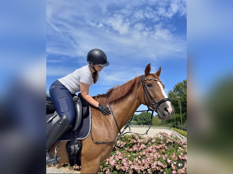 Westfale Wallach 13 Jahre 173 cm Dunkelfuchs in Grevenbroich Hülchrath