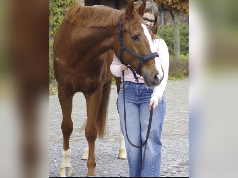 Westfale Wallach 13 Jahre 173 cm Dunkelfuchs in Grevenbroich Hülchrath