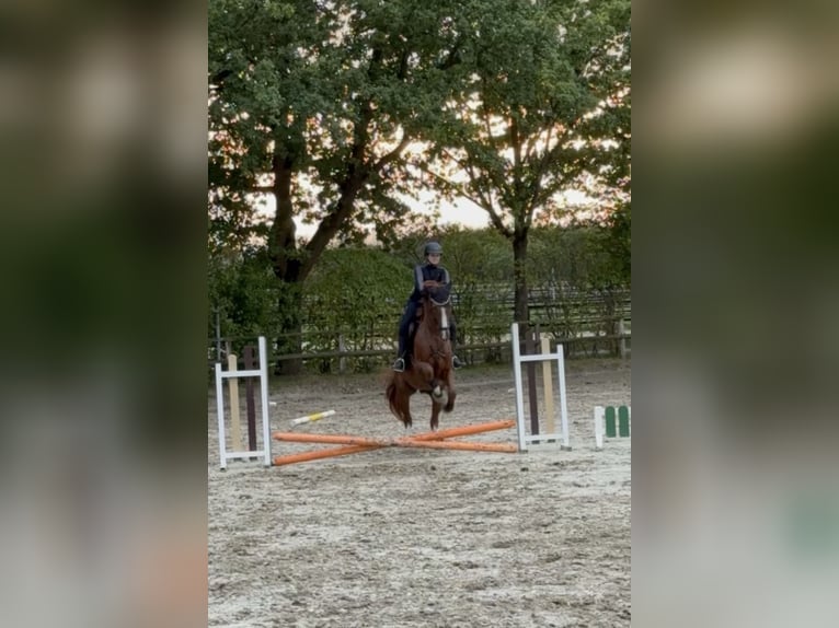 Westfale Wallach 13 Jahre 173 cm Dunkelfuchs in Grevenbroich Hülchrath