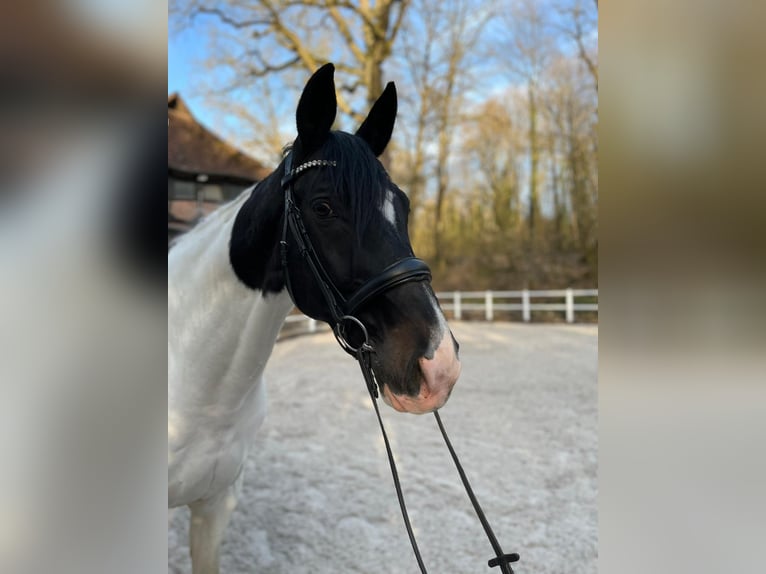 Westfale Wallach 13 Jahre 173 cm Schecke in Berlin