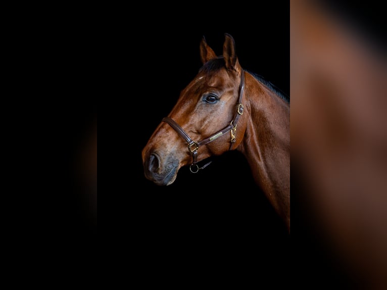 Westfale Wallach 13 Jahre 174 cm Brauner in Greven