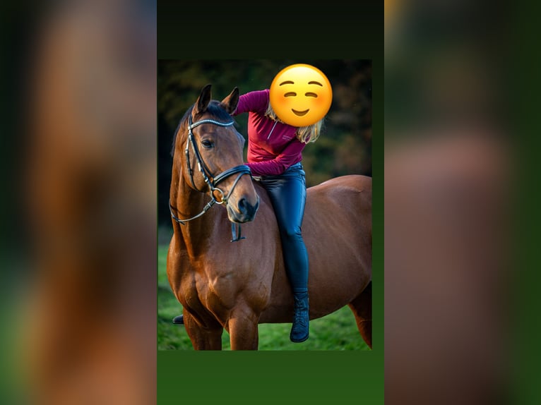 Westfale Wallach 13 Jahre 174 cm Brauner in Greven