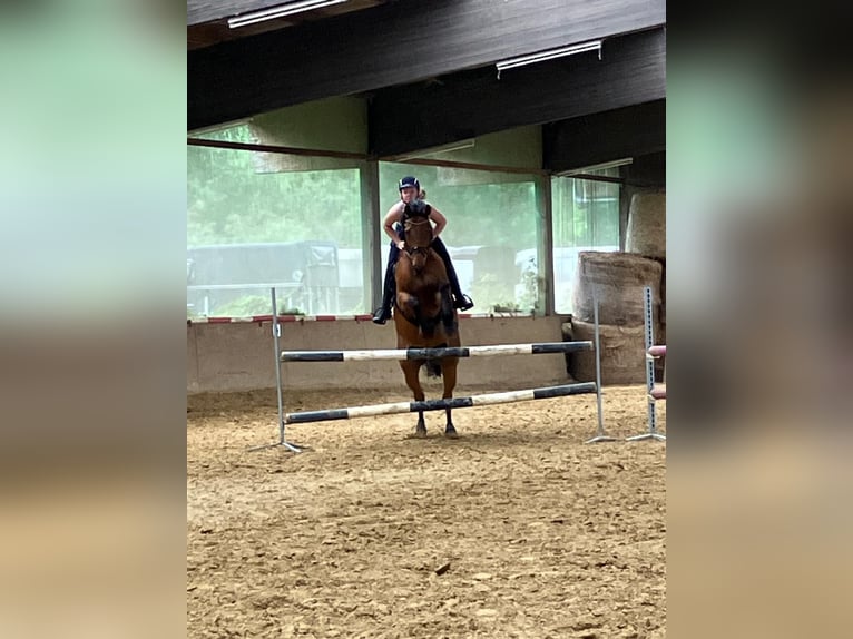 Westfale Wallach 13 Jahre 174 cm Brauner in Greven