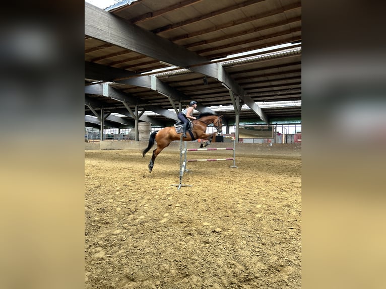 Westfale Wallach 13 Jahre 174 cm Brauner in Greven