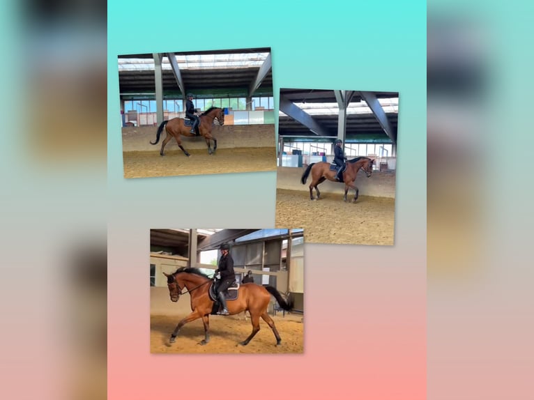 Westfale Wallach 13 Jahre 174 cm Brauner in Greven