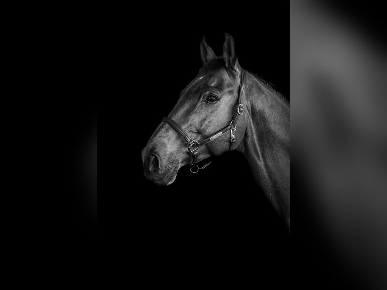 Westfale Wallach 13 Jahre 174 cm Brauner in Greven