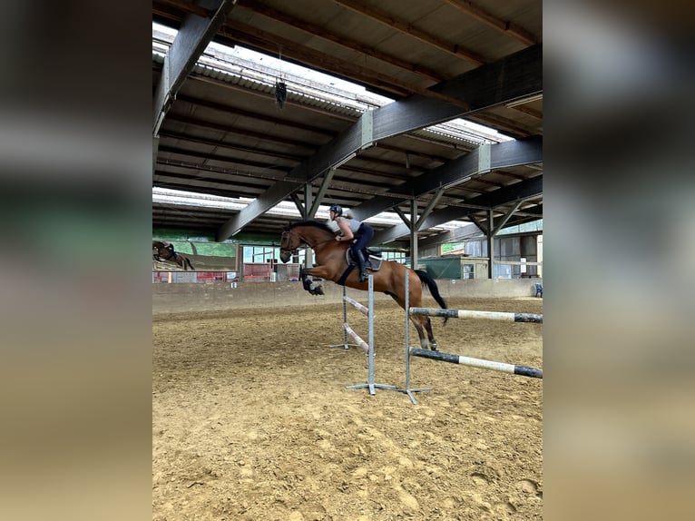 Westfale Wallach 13 Jahre 174 cm Brauner in Greven