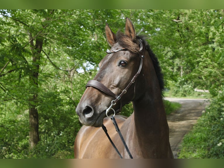 Westfale Wallach 13 Jahre 175 cm Brauner in Biebertal