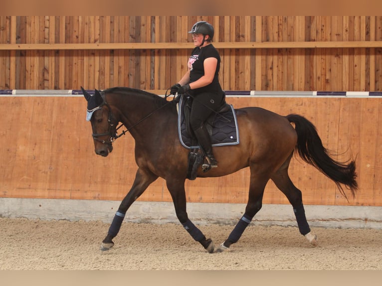 Westfale Wallach 13 Jahre 175 cm Brauner in Biebertal