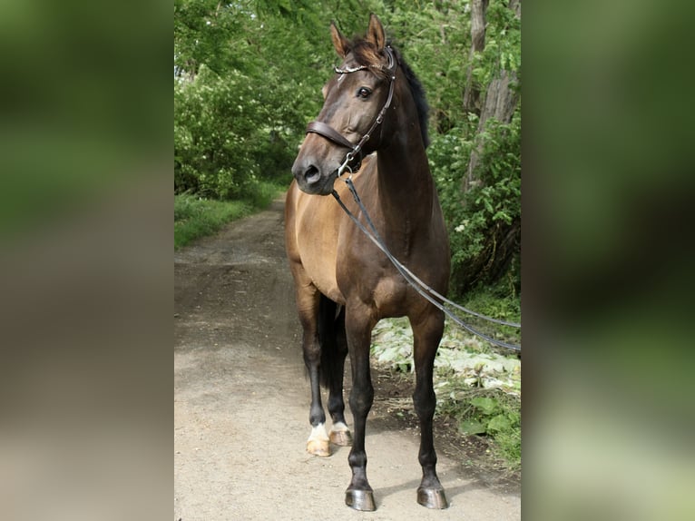 Westfale Wallach 13 Jahre 175 cm Brauner in Biebertal