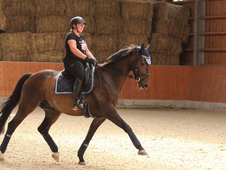 Westfale Wallach 13 Jahre 175 cm Brauner in Biebertal