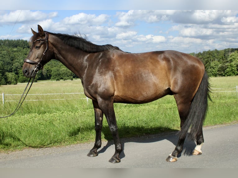 Westfale Wallach 13 Jahre 175 cm Brauner in Biebertal