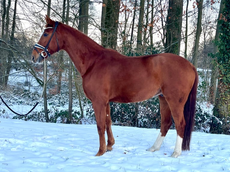 Westfale Wallach 13 Jahre 175 cm Fuchs in Werther