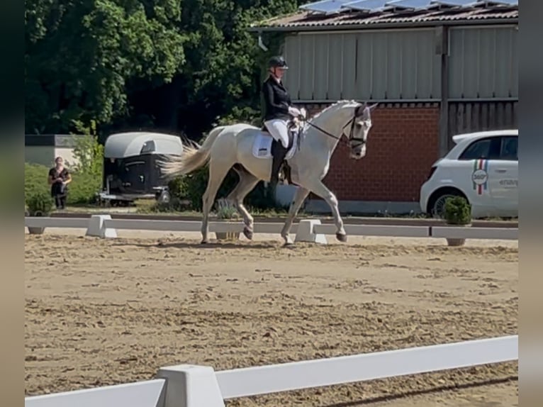 Westfale Wallach 13 Jahre 175 cm Schimmel in Harsewinkel