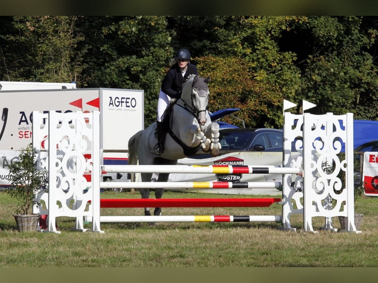 Westfale Wallach 13 Jahre 175 cm Schimmel in Harsewinkel