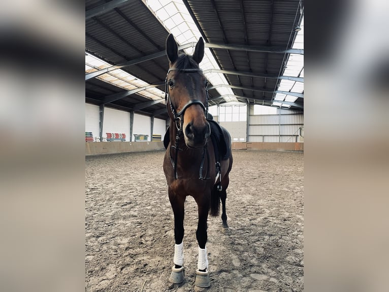 Westfale Wallach 13 Jahre 177 cm Brauner in Emden