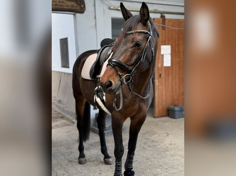 Westfale Wallach 13 Jahre 177 cm Brauner in Emden