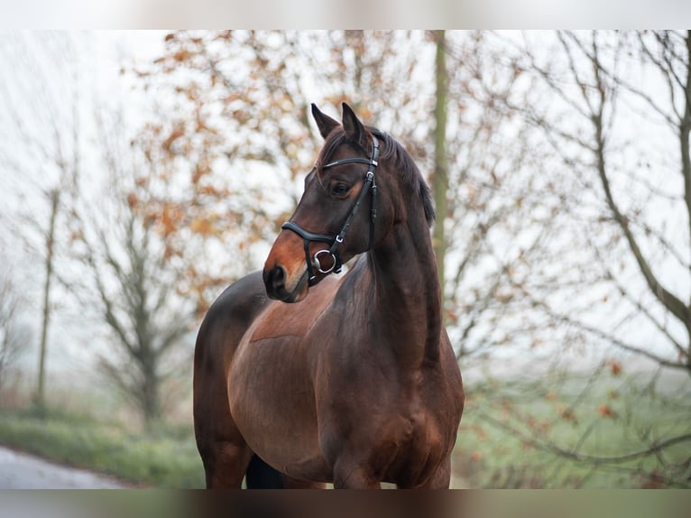 Westfale Wallach 13 Jahre 177 cm Brauner in Emden