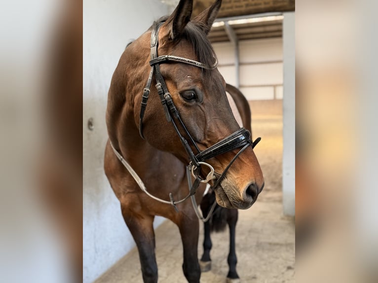 Westfale Wallach 13 Jahre 177 cm Brauner in Emden