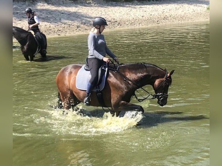 Westfale Wallach 13 Jahre 177 cm Dunkelbrauner in Emden