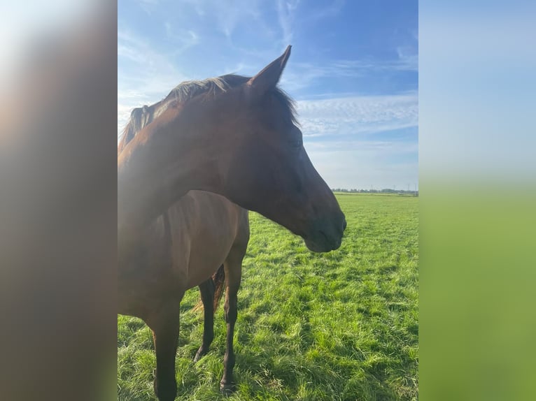 Westfale Wallach 13 Jahre 177 cm Dunkelbrauner in Emden