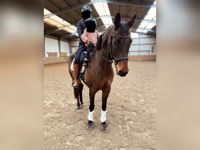 Westfale Wallach 13 Jahre 177 cm Dunkelbrauner in Emden