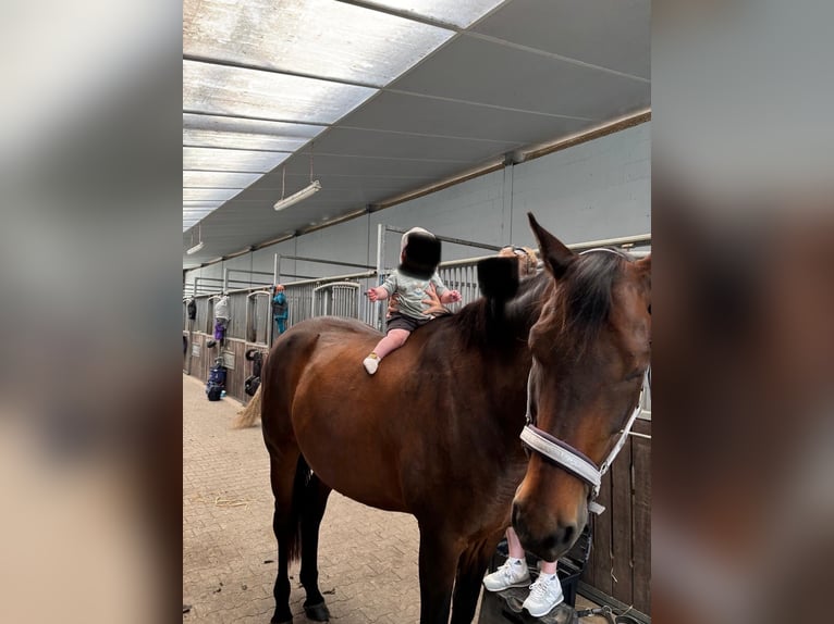 Westfale Wallach 13 Jahre 177 cm Dunkelbrauner in Emden
