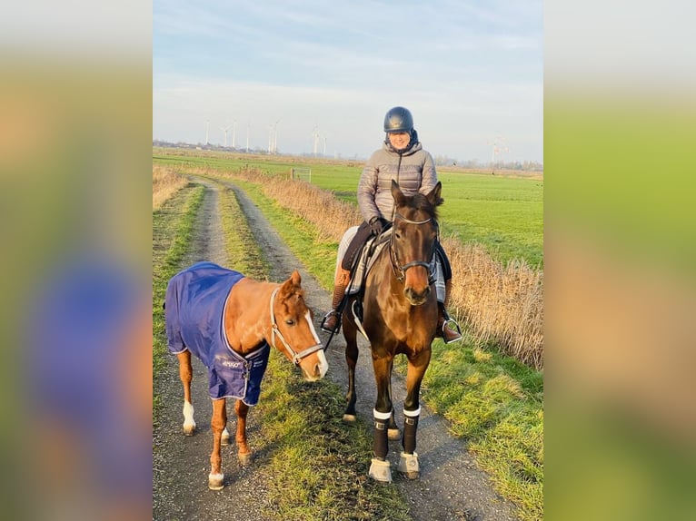 Westfale Wallach 13 Jahre 177 cm Dunkelbrauner in Emden
