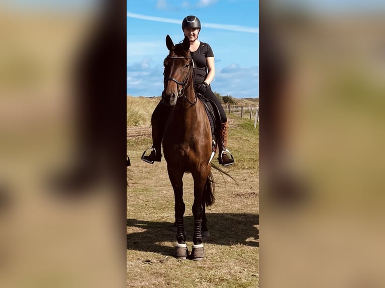 Westfale Wallach 13 Jahre 177 cm Dunkelbrauner in Emden