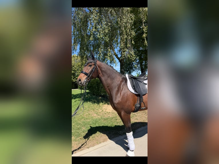 Westfale Wallach 13 Jahre 178 cm Brauner in Jüchen