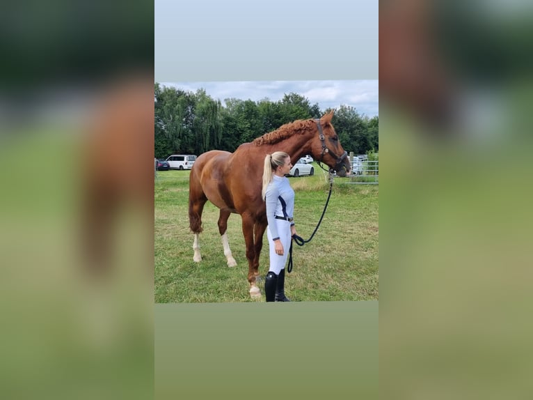 Westfale Wallach 13 Jahre 178 cm Fuchs in Ochsenhausen