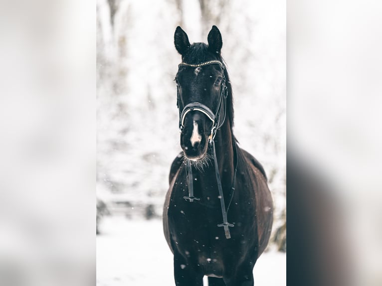 Westfale Wallach 13 Jahre 179 cm Rappe in Pyrat